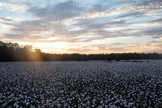 Cotton Remembers the Sky